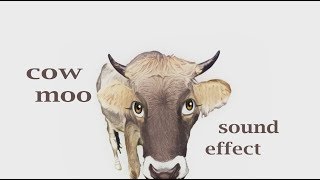 How A Cow Moo  Sound Effect  Animation [upl. by Mehetabel685]