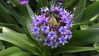 Scilla Caribbean Jewel quotSaphire Bluequot [upl. by Copland]