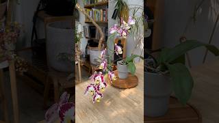 How to grow amazing Orchids at home orchid houseplants indoorplants plants [upl. by Clerissa633]