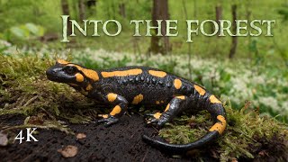 Into the Forest Amphibian Nature Documentary [upl. by Lezley676]