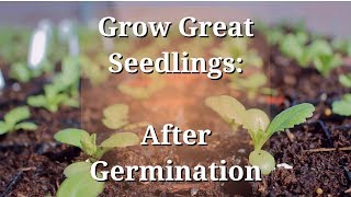 Grow Great Seedlings After Germination [upl. by Lesley536]