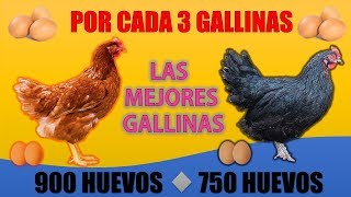 Las 5 Mejores GALLINAS PONEDORAS más RENTABLES que EXISTEN [upl. by Yleve780]