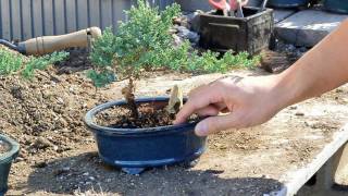 Bonsai Basics  Watering your Bonsai Tree [upl. by Powel]