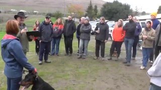 SchutzhundIPO 1 PROTECTION critique with Zoltan Nagy [upl. by Anolla]