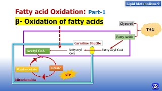 9 Beta oxidation of fatty acids  Lipid Metabolism9  Biochemistry  NJOY Biochemistry [upl. by Legnaesoj]