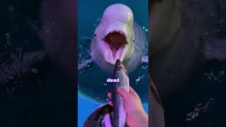 Why do beluga whales EAT ice 🤔 [upl. by Amor244]