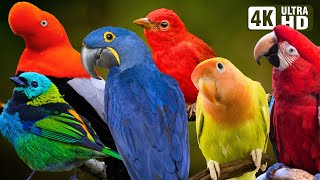 BIRDS OF THE AMAZON RAINFOREST  COLOURFUL BIRDS  RELAXING SOUNDS  STUNNING NATURE  STRESS RELIEF [upl. by Lerim171]