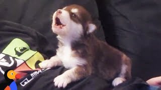 Malamute Husky Puppy Howling for the First Time  The Dodo [upl. by Avaria]