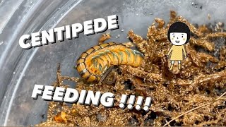 Feeding Baby Blue Head Centipedes [upl. by Razaele]