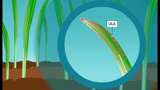 Plant hormones How IAA the most common form of auxin works [upl. by Zanahs]