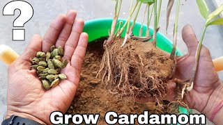 How to grow Cardamom How to grow Cardamom plant [upl. by Nanaj15]