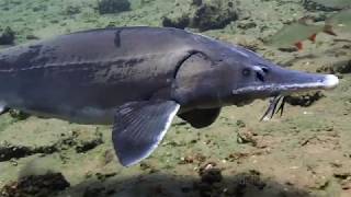 Sibirischer Stör in Löbejün Siberian sturgeon  Acipenser baerii [upl. by Bible]