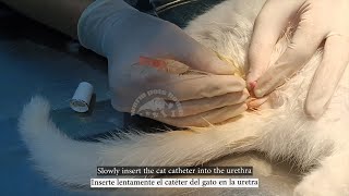 How to Perform Urethral Catheterization In A Blocked Cat  Feline Urethral Obstruction Cat Catheter [upl. by Nevad]