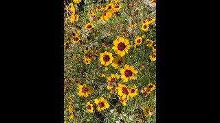 Plant Spotlight  Coreopsis tinctoria [upl. by Steele918]