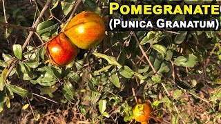 Pomegranate Punica Granatum Plant Flowers Fruit Leaves Tree [upl. by Yhtommit]