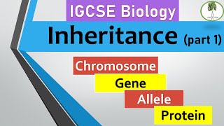 inheritance part 1 Chromosomes genes alleles IGCSE biology [upl. by Salina]