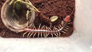 Unboxing the Devil  Worlds largest Centipede [upl. by Enoryt]