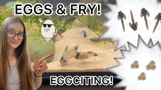 Breeding CorydorasSpawning Hatching Mistakes amp Lessons [upl. by Allys]