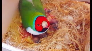 Gouldian finches Breeding  Best Collective Video 2  Birds Likers [upl. by Sherilyn]