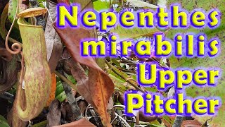 Nepenthes mirabilis Upper Pitcher [upl. by Anaer]