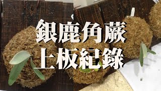 【植男日記】銀鹿 立葉 鹿角蕨 上板 實錄 不專業 教學 縮時｜植蕨旅行｜Platycerium veitchii [upl. by Verada]