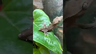 Why does a lizard drop its tail and run away from predators shorts [upl. by Atinal]