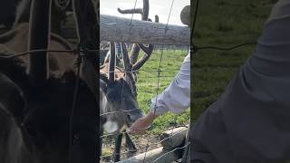 ［HOKKAIDO］The northernmost reindeer farm in Japan [upl. by Rehpotirhc]