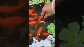 Goldfish🐟🐠breeding pair liya goldfish fish aquarium pets petsman aquariumfish Petsman0 [upl. by Rey]