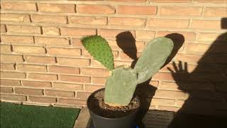 Pflege des echten Feigenkaktus Opuntia Ficus Indica [upl. by Leisam825]