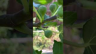 garden fig tree fruit shorts youtubeshorts [upl. by Eenar]