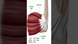 Anatomy Flexor Carpi Ulnaris shorts [upl. by Margaret]