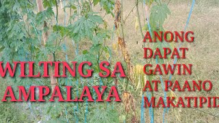 PAANO MACONTROL AT MAPREVENT ANG WILTING SA AMPALAYA DAHILAN SA FUNGUS AT BACTERIA BEGINNERS GUIDE [upl. by Aynav]