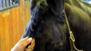 HORSESFunEducational Braid Forelock [upl. by Nylirad]