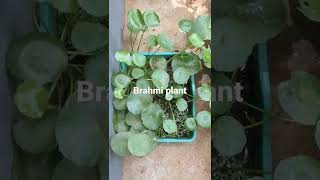 brahmi plant brahmi plants green [upl. by Ilyah]