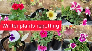 winter flowering plants repotting  November garden work [upl. by Miquela]