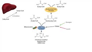 Ketone Body Synthesis  Ketogenesis  Formation Pathway and Regulation [upl. by Ykcul706]