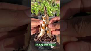 Amazing tube of lapse 🌿❤️💙💜short short viral trending timelapse plant agriculture [upl. by Ralleigh]