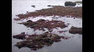 V Seaweed Culture in New England Chondrus Part 5 of 6 [upl. by Alyahsat]