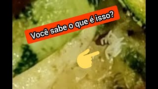 Dica de saúde importante Você sabe identificar ovos de mosca [upl. by Martino335]