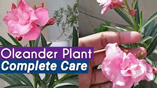 All About OleanderKaner Plant Care  Oleander Care Tips and Tricks [upl. by Nahallac]