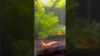 Bonded Pair Australe Gold Killifish aquariumshrimp aquariumcoop killifish fishbreeding fish [upl. by Jennifer]