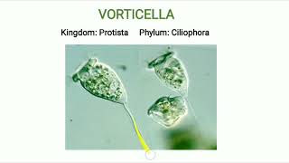 Phylum Ciliophora  Vorticella [upl. by Atalanti962]