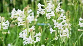 Best tuberose variety [upl. by Willock]