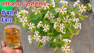 हारसिंगार  पारिजात फूलोंकलियों से भर जायेगा एक बार में ही । Harsingar Plant Kaise Lagaye Gamle me [upl. by Ahsenik]