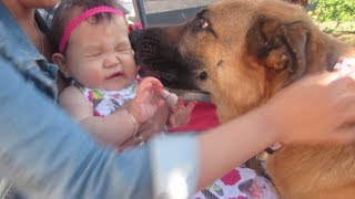 BABY LOVES DOGS  July 13 2013  itsJudysLife Vlog [upl. by Winona357]