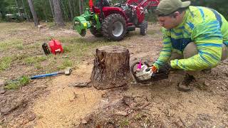 Stump Grinding 20 Stumps Baumalight 1P24  Massey Ferguson 1825e  No Stumps [upl. by Cutty]