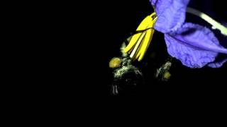 BUZZ Pollination ESA [upl. by Donavon]