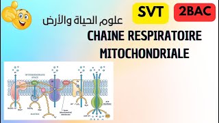 2 bac svt et pc  chaine respiratoire mitochondriale svt science [upl. by Ruelu]