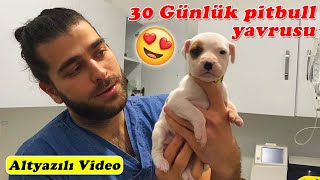 30 GÜNLÜK 😍 Yavru Pitbull’un Güzelliği İçinizi Isıtacak 🥰 inanoğlu [upl. by Boothe820]