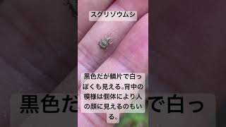 スグリゾウムシ ゾウムシ科 Pseudocneorhinusbifasciatus 養老孟司 かぁいい 単為生殖 害虫 [upl. by Angelina822]